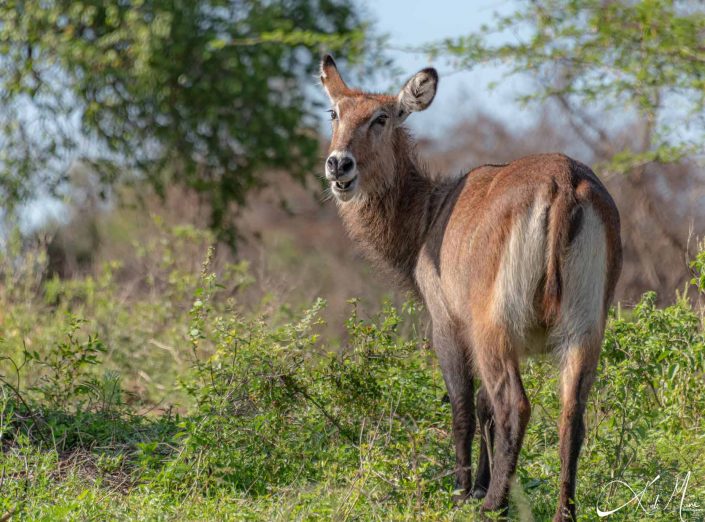 Beautiful close-up photo of female waterbuck, which looks like she is smiling