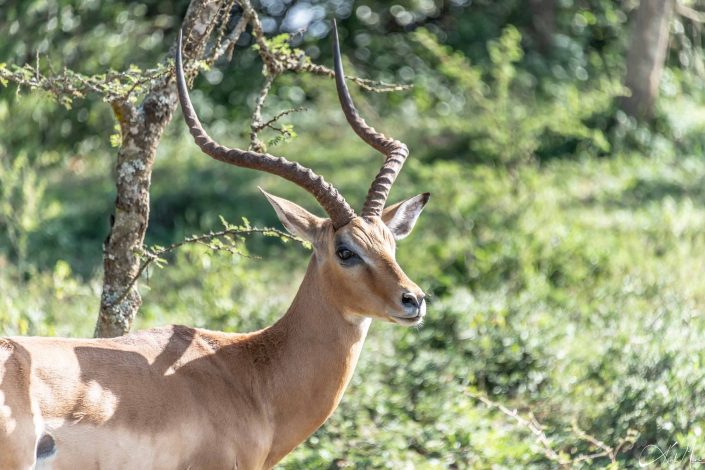 Beautiful headshot of a impala