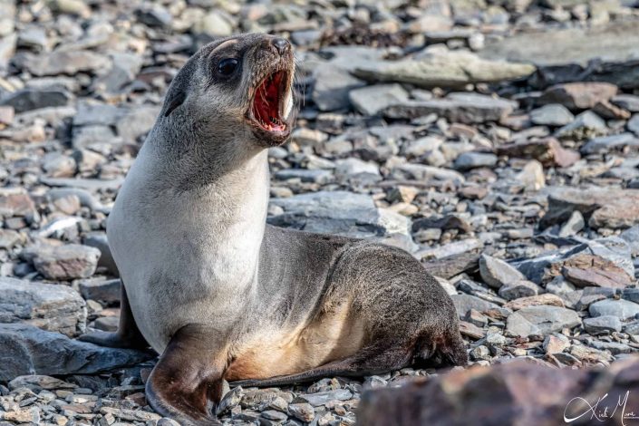 Seal with an open mouth with all teeth clearly seen