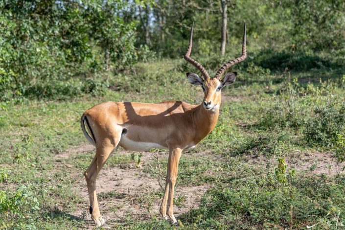 Beautiful photo of an impala staring at you