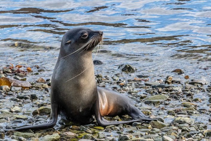 Best photo of a seal with long whiskers and all posed up by the beach