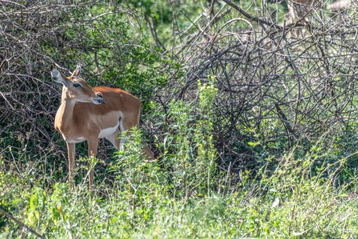 Cheeky photo of young impala sticking its tongue out