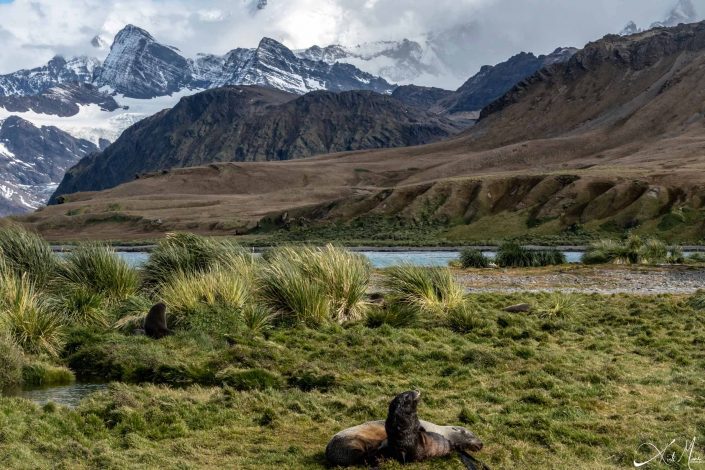 Scenic photo of the landscape in South Georgia with two seals resting in the foreground