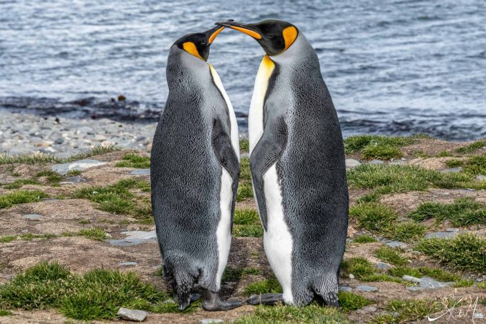 Adorable photo of a king penguin couple standing close to each other and only their beaks touching