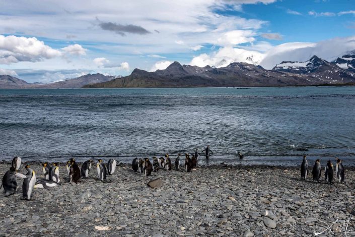 Scenic photo of a beach in South Georgia with kind penguins queued up and taking a dip in the sea