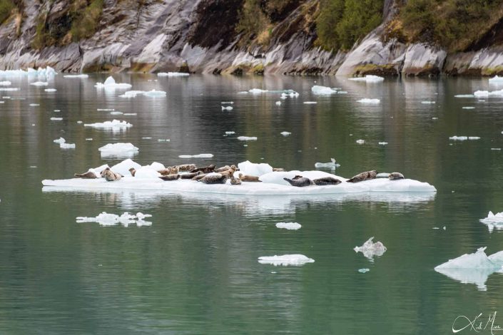 Seals chilling out on an iceberg in Alaska