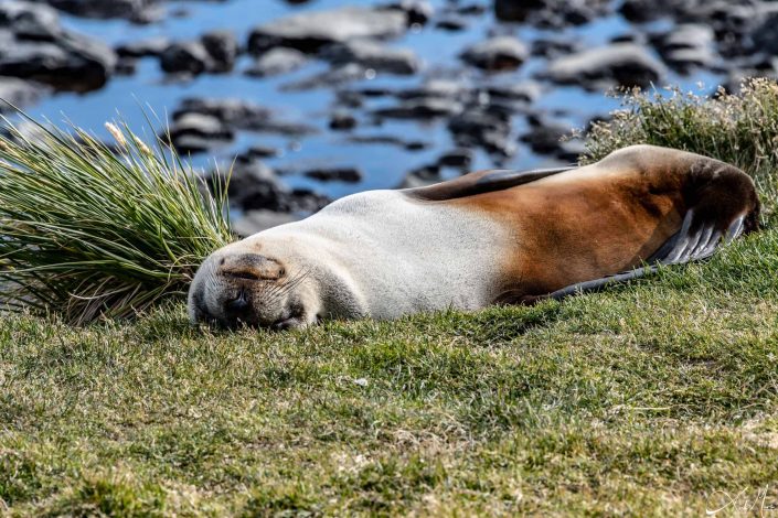 Cute photo of a seal sleeping