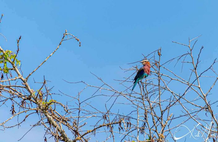 Kingfisher in prickly branches