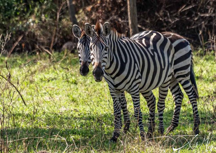 Two zebras side by side, they create an illusion of two heads and one body