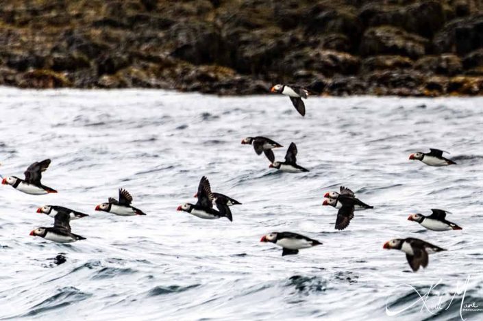 Best photo of a flock of Icelandic puffins flying together close to the water