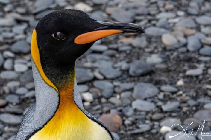 Beautiful close-up of a king penguin