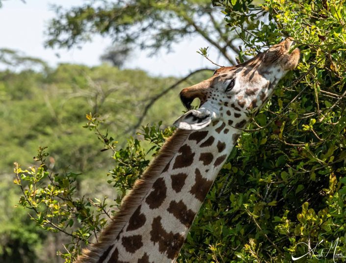 Beautiful close-up of a giraffe eating leaves of a tree, has dreamy eyes