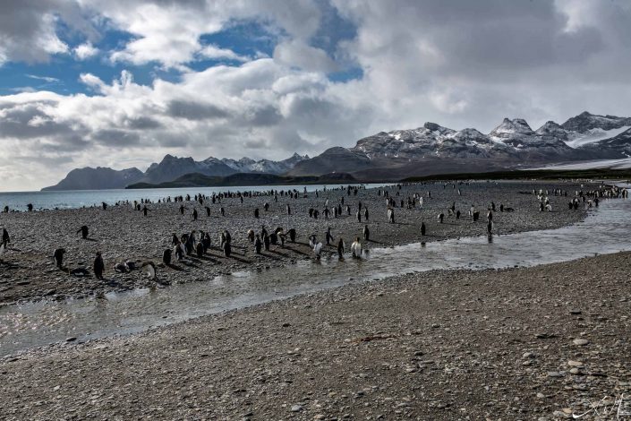 Scenic photo of a beach in South Georgia with snow capped mountains in the background along with blue sea waters, and king penguins on the beach in the foreground