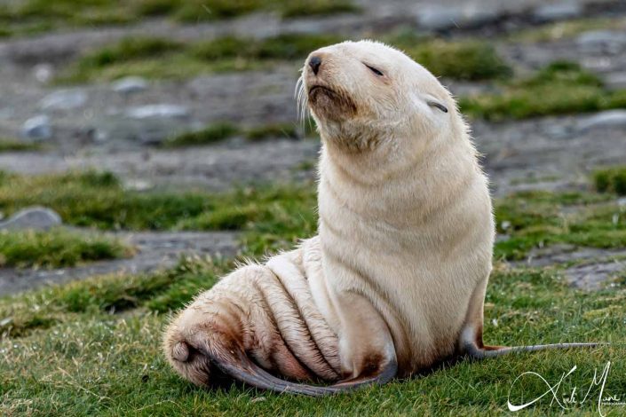 Best cute photo of a rare leucistic seal pup also referred to as 'blondie'