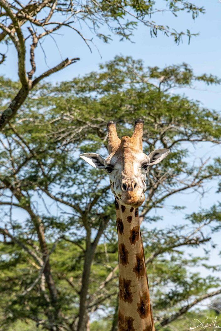 Cute head shot of a giraffe looking at you