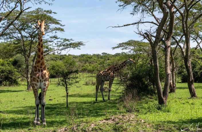 Two giraffes, the one behind is eating leaves off a tree and the one in front is looking at you