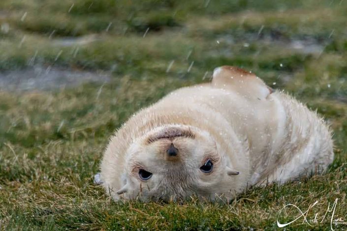 Best cute photo of a rare leucistic seal pup also referred to as 'blondie'