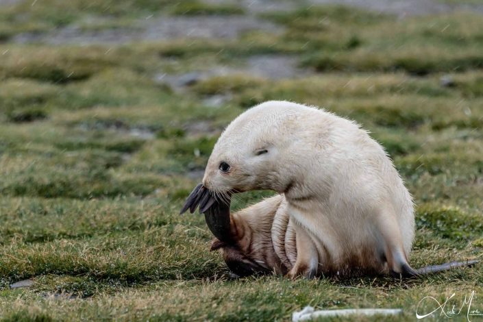 Best cute photo of a rare leucistic seal pup also referred to as 'blondie'