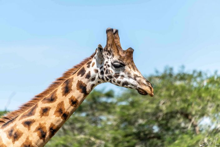 Beautiful close-up head shot of a giraffe looking thoughtful