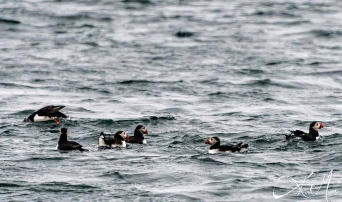 Best photo of Icelandic puffins in water
