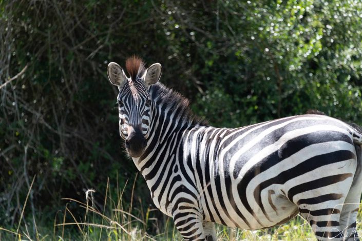 Striking pose by a zebra, looking at you