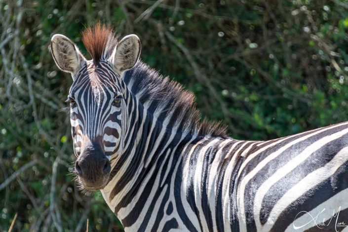 Best close-up photo of a zebra looking at you