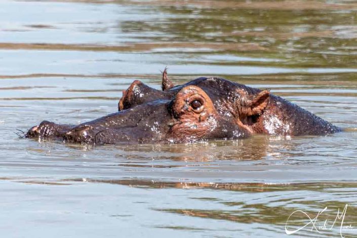 Beautiful clear close-up of a hippo in the lake