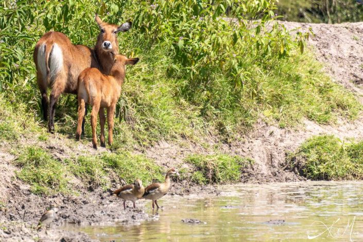 Beautiful photo of a mother and baby waterbuck