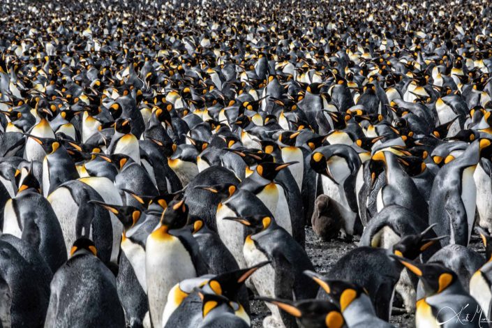 Beautiful photo of hundreds of king penguins crowded at a rookery in South Georgia with an adorable chic and adult penguin in the middle