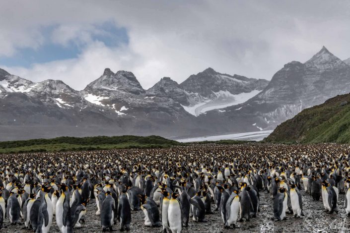 Beautiful photo of hundreds of king penguins crowded at a rookery in South Georgia with snow capped mountains in the background