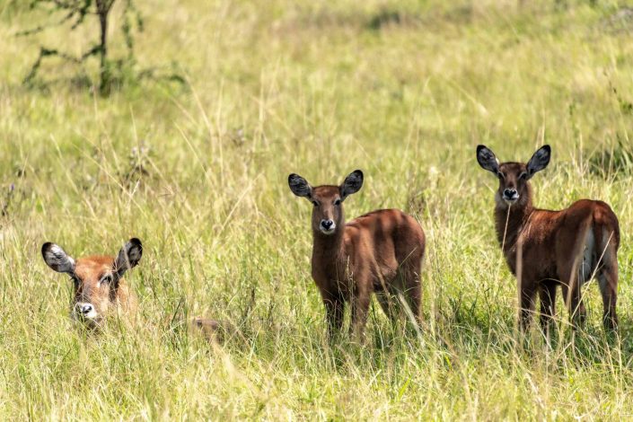 3 young waterbucks looking at you