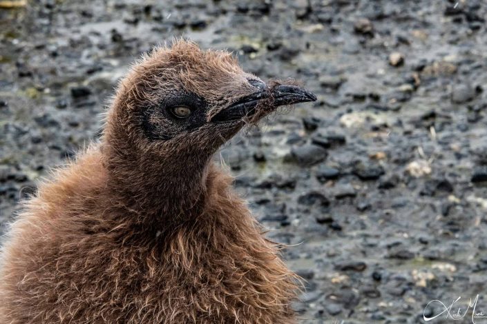 Beautiful close-up of a molting king penguin chic