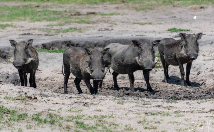 Group of 4 waterhogs, also called pumbas in mud looking at you