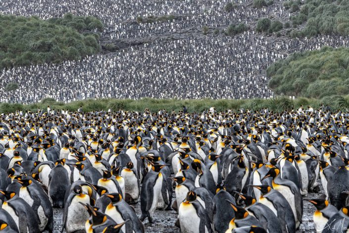 Beautiful photo of thousands of king penguins crowded at a rookery in South Georgia