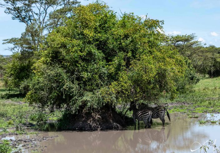 2 zebras standing on a muddy puddle and taking shelter beneath a tree, to avoid scorching afternoon sun and heat