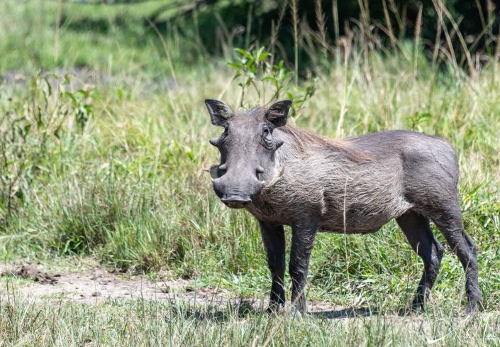 Close-up of a waterhog, also called pumba