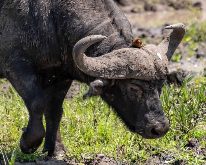 Close-up of a wild buffalo, with a little bird sitting on its head in between the horns