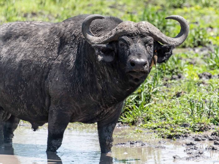 Beautiful photo of the wild buffalo looking at you and a little bird sitting by its ear