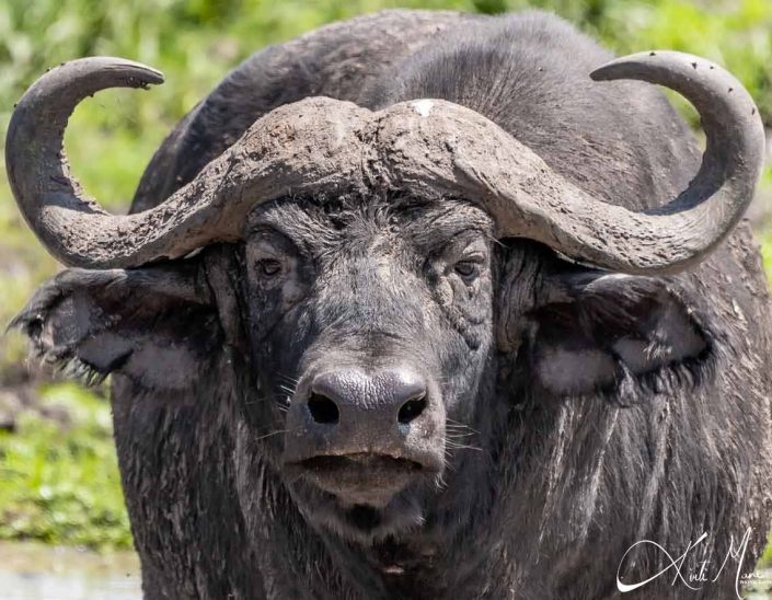 Best headshot of a wild buffalo