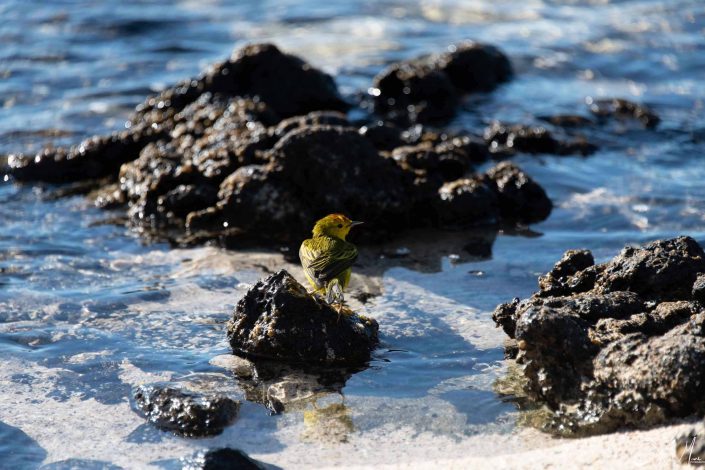 Yellow warbler on a rock by the beach