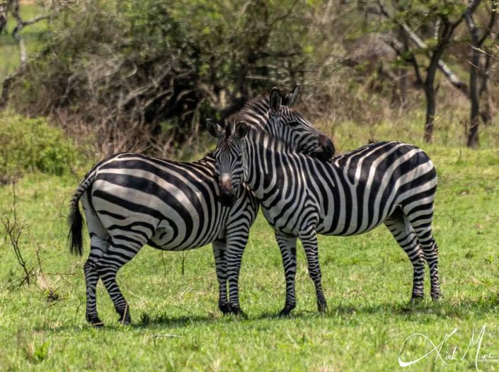 Two zebras embracing each other