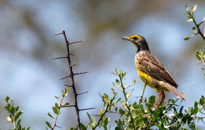 Beautiful bird with yellow belly and brown wings and black neck