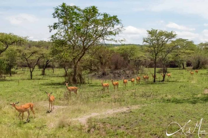 Beautiful picture of a group of gizelles standing in a queue