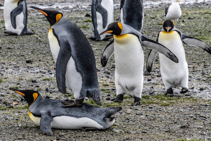 Funny photo of a King penguin standing on the back of another king penguin, which looks like a back massage, and additional two penguins queuing up for it