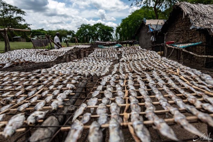 Fish drying in small village