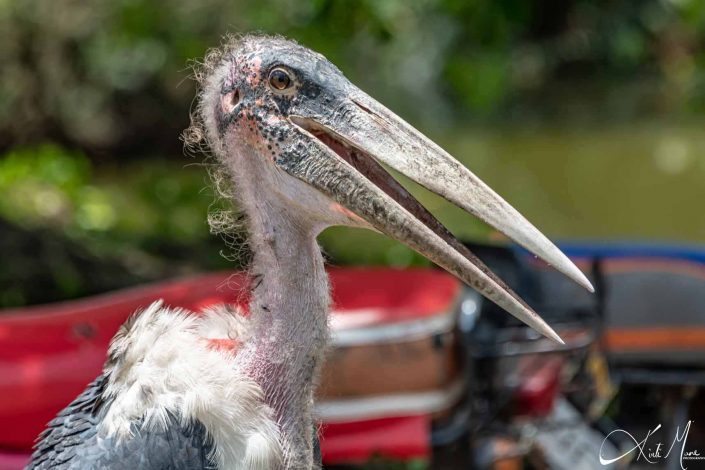 Best close-up photo of a Marabou stork, Uganda