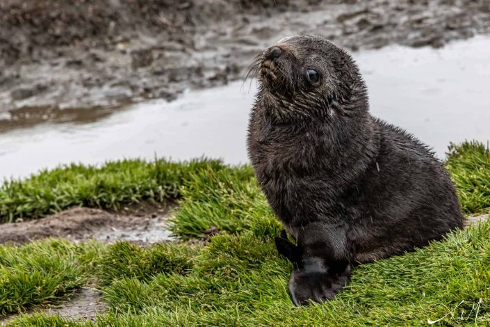 Cute and adorable seal pup all posing up