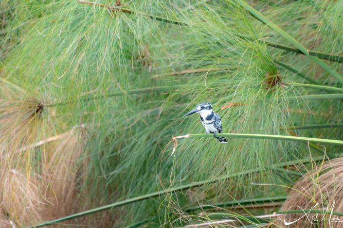 Kingfisher in bushes