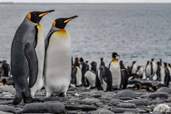 Close-up of a king penguin couple standing by the beach