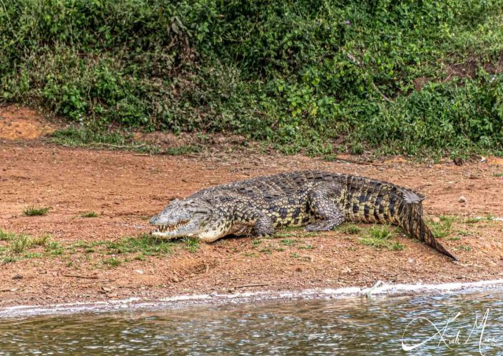 Crocodile by the side of the lake